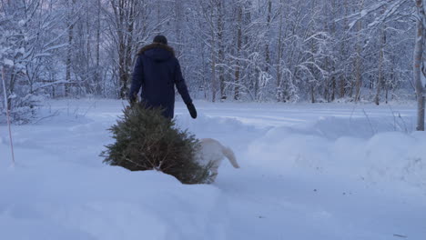 Man-and-dog-dragging-used-Christmas-tree-back-to-snowy-forest,-back-view