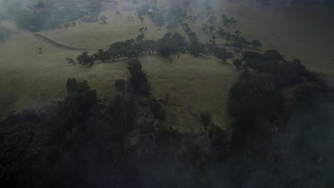 Drone-flying-over-the-clouds-at-Fanal-forest-while-laurel-trees-are-visible-on-the-ground