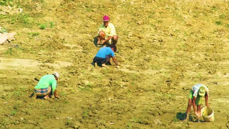 Asian-farmers-nurture-the-land-with-traditional-methods,-preparing-field-for-crops