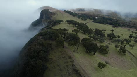 Drone-flying-over-the-clouds-at-Fanal-forest-while-laurel-trees-are-visible-on-the-ground