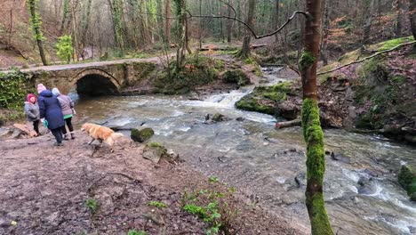 Healthy-lifestyle-females-walking-dogs-in-shallow-wintry-woodland-stream