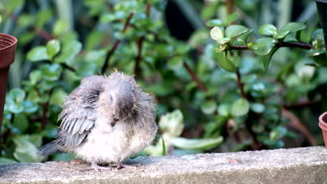 Baby-laughing-dove-grooming-its-fluffy-down-feathers,-telephoto-shot