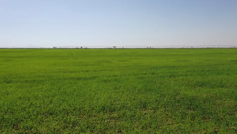 Draufsicht-Auf-Die-Weizenfelder-Der-Weizenfarmen-In-Sharjah-In-Den-Vereinigten-Arabischen-Emiraten