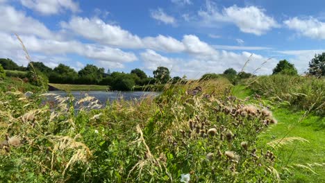 Beautiful-flowers-and-plants-on-the-Kennet-and-Avon-Canal-in-Devizes-England,-windy-sunny-summer-weather-with-blue-sky,-white-clouds-and-green-nature-fields,-4K-shot