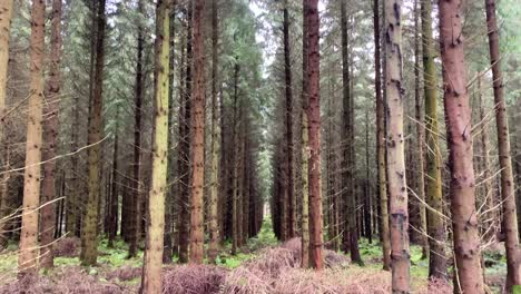 Tall-conifer-trees-in-dense-forest-in-perfectly-straight-lines