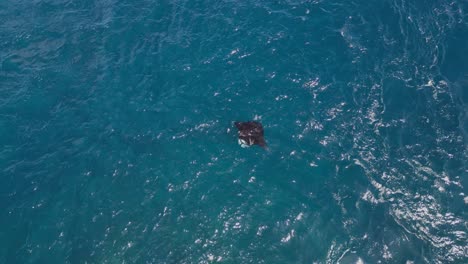 Drone-view-of-a-single-manta-ray-feeding-in-strong-current