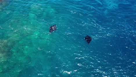Drone-view-of-two-Manta-Rays-feeding-in-strong-current
