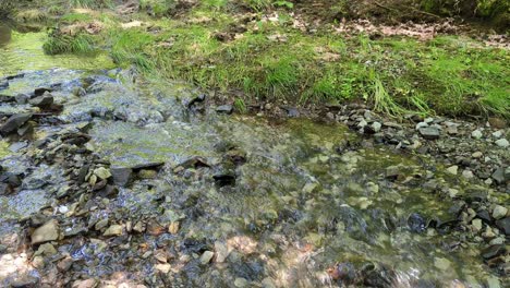 Stream-in-the-forest-on-a-spring-day