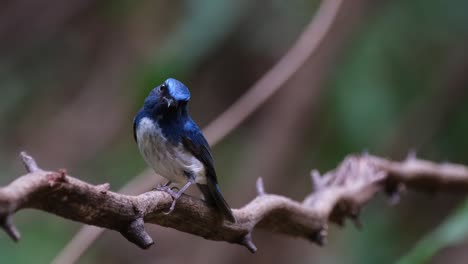Head-tilted-then-faces-to-the-left-as-the-camera-zooms-out-sliding-to-the-left,-Hainan-Blue-Flycatcher-Cyornis-hainanus-Thailand