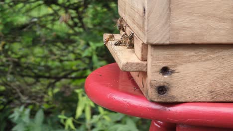 Im-Sauerland-Fliegen-Honigbienen-Dicht-Und-Langsam-In-Zeitlupe