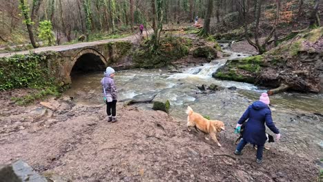 Active-warm-females-walking-dogs-in-shallow-winter-woodland-stream-with-arched-bridge