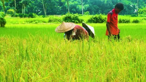 Bangladeschische-Bauern-Schneiden-Und-Sammeln-Reis-Auf-Dem-Feld