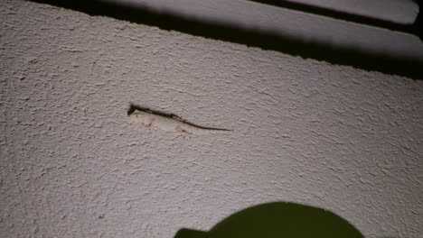 Gecko-De-Pared-Común-Tratando-De-Cazar-Un-Insecto