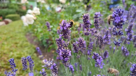 Honigbiene-Auf-Lavendelblüte-Im-Garten