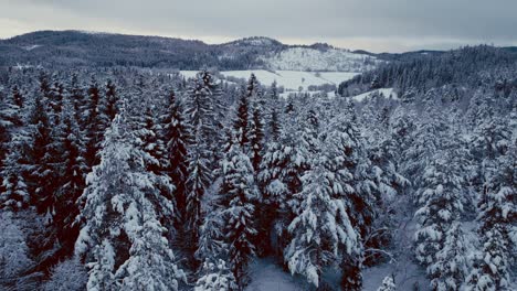 Snowy-Pine-Trees-In-The-Mountain-Forest-During-Winter-In-Norway