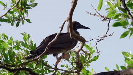 A-red-footed-booby-sits-on-the-branch-of-a-tree-on-Little-Cayman-in-the-Cayman-Islands