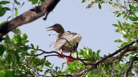 A-red-footed-booby-sits-on-the-branch-of-a-tree-on-Little-Cayman-in-the-Cayman-Islands