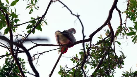 An-underneath-view-of-a-red-footed-booby-sitting-on-the-branch-of-a-tree-on-Little-Cayman-in-the-Cayman-Islands