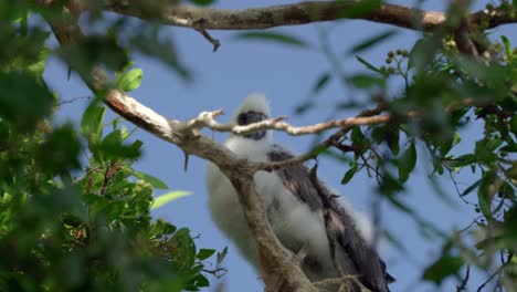 A-baby-red-footed-booby-sits-in-a-tree-on-Little-Cayman-in-the-Cayman-Islands