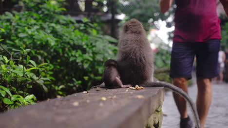 Baby-monkey-with-mother-in-urban-environment-Ubud-forest-of-Bali-in-Indonesia