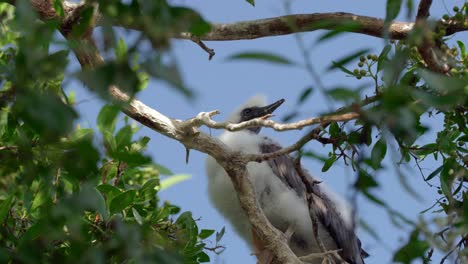 A-youngm,-downy-red-footed-booby-sits-in-a-tree-on-Little-Cayman-in-the-Cayman-Islands