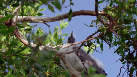 A-young-red-footed-booby-sits-on-the-branch-of-a-tree-on-Little-Cayman-in-the-Cayman-Islands