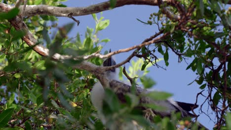 Ein-Junger-Rotfußtölpel-Sitzt-In-Einem-Baum-Auf-Little-Cayman-Auf-Den-Kaimaninseln