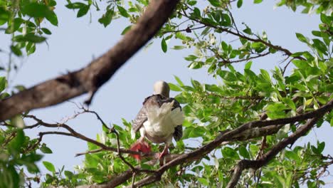 A-red-footed-booby-sits-on-the-branch-of-a-tree-in-the-wind-on-Little-Cayman-in-the-Cayman-Islands