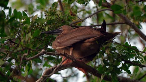 A-dark-morph,-adult-red-footed-booby-sits-on-the-branch-of-a-tree-on-Little-Cayman-in-the-Cayman-Islands