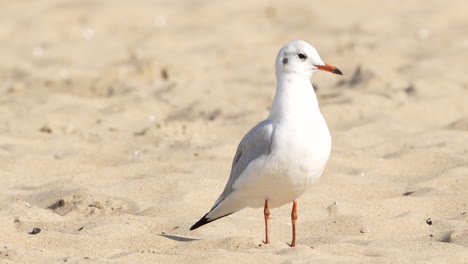 White-seagull-standing-on-sandy-beach-in-daylight-with-a-soft-focus-background