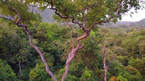 Flying-through-large-tree-in-jungle-and-green-hills-of-Minca,-Colombia
