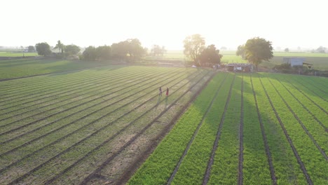 Aerial-drone-view-Dawn-Camera-There-are-two-people-picking-cumin-seeds