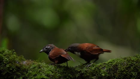 two-White-bibbed-Babbler-birds-are-looking-for-food-on-a-mossy-tree