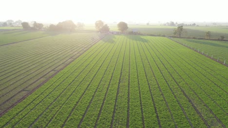 Drohnenkamera-Aus-Der-Luft,-Die-Sich-Vorwärts-Bewegt,-Wo-Verschiedene-Nutzpflanzen-Wie-Kreuzkümmel-Und-Weizen-Auf-Dem-Feld-Sichtbar-Sind