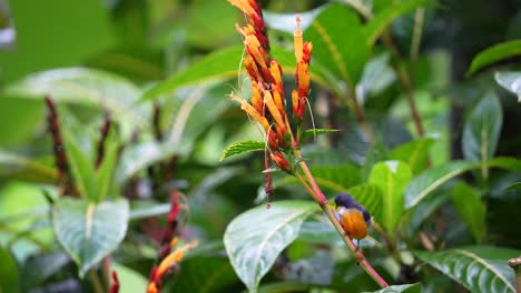 a-male-orange-bellied-flowerpecker-bird-perched-on-a-yellow-flower-stem