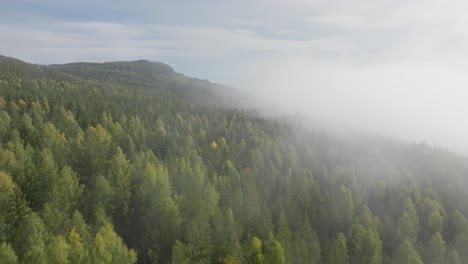 Drone-footage-of-a-misty-forest-during-the-beginning-of-summer