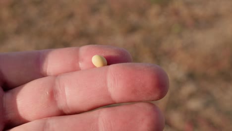 Hand-holding-organic-soybean-between-fingers-and-inspecting-quality