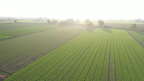 Aerial-drone-view-Different-types-of-crops-are-visible-in-the-field-due-to-sunlight