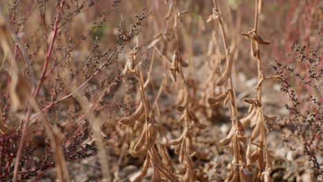 Reife-Bio-Sojabohnenpflanzen-Auf-Dem-Feld,-Bereit-Zur-Ernte