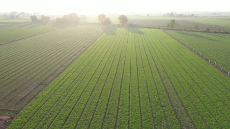 Aerial-drone-view-drone-camera-moving-forward-where-different-types-of-crops-are-visible