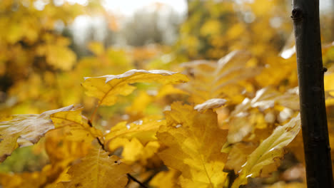 Gelbe-Blätter-Im-Wald
