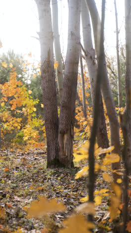 Yellow-leaves-in-the-forest