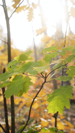 Yellow-leaves-in-the-forest