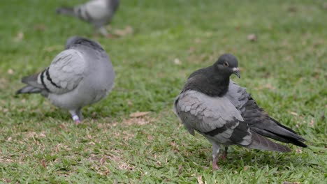 Rock-dove-on-the-grass