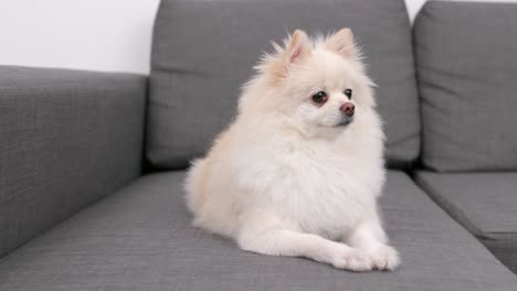 Pomeranian-dog-sitting-on-the-sofa