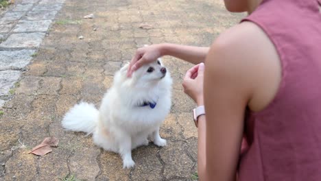 Pomeranian-dog-and-woman-outdoors