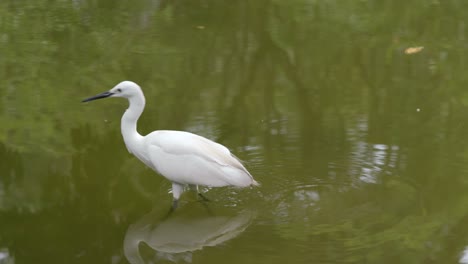 Little-egret-in-the-lake