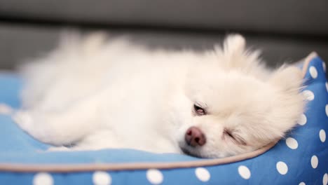 Pomeranian-dog-sleeping