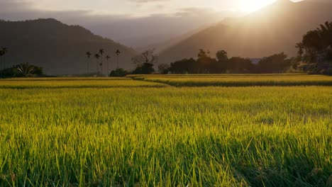 Large-rice-field