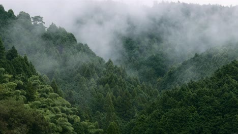Misty-forest-and-mountain